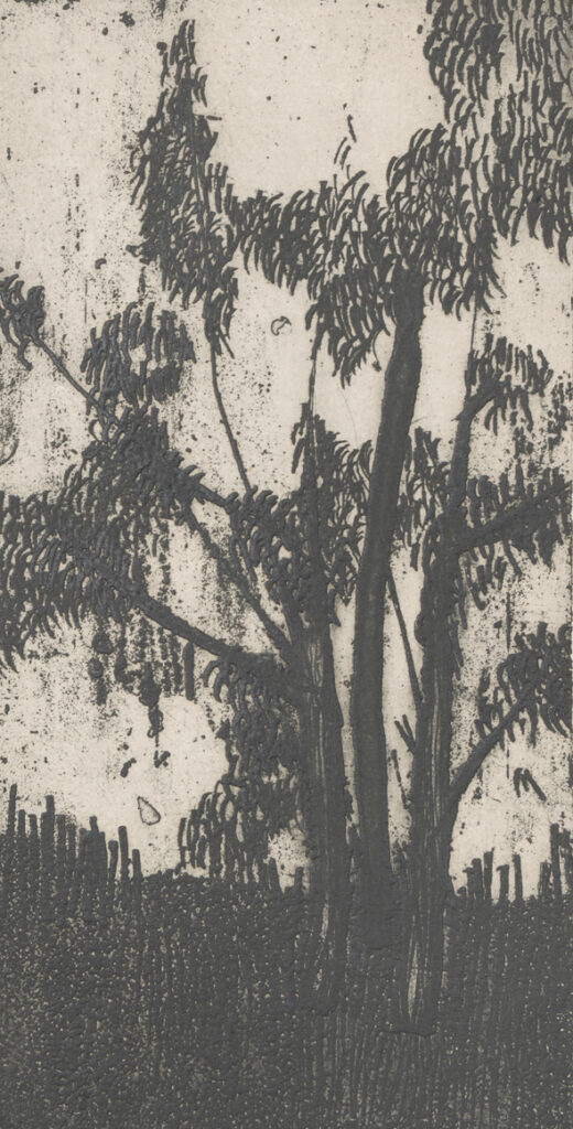 Eucaliptus obra 27 2