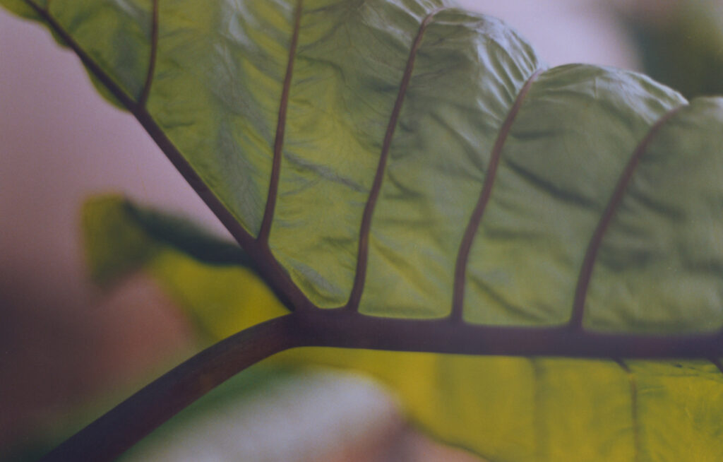 Hoja 2 obra 19